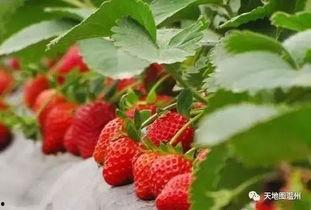 国产精品青草莓在线视频,一场视觉与味蕾的双重盛宴